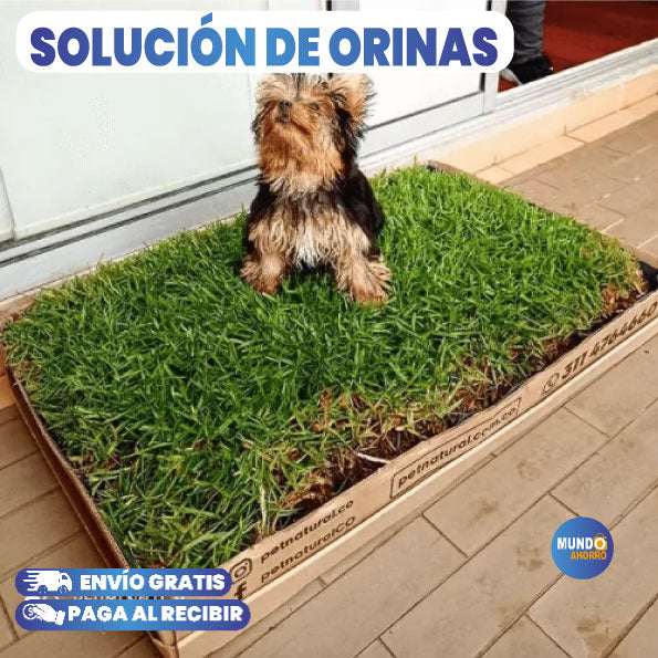 BAÑO PORTATIL PARA PERROS